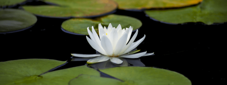 Lee más sobre el artículo Flor de loto