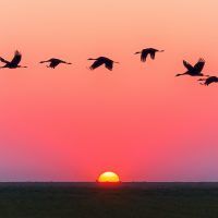 birds-flying-over-body-of-water-during-golden-hour-1126384