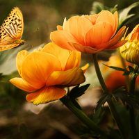 orange-flower-with-butterfly-87452