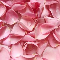 pink-petals-1517361
