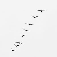 silhouette-of-flying-birds-3000260